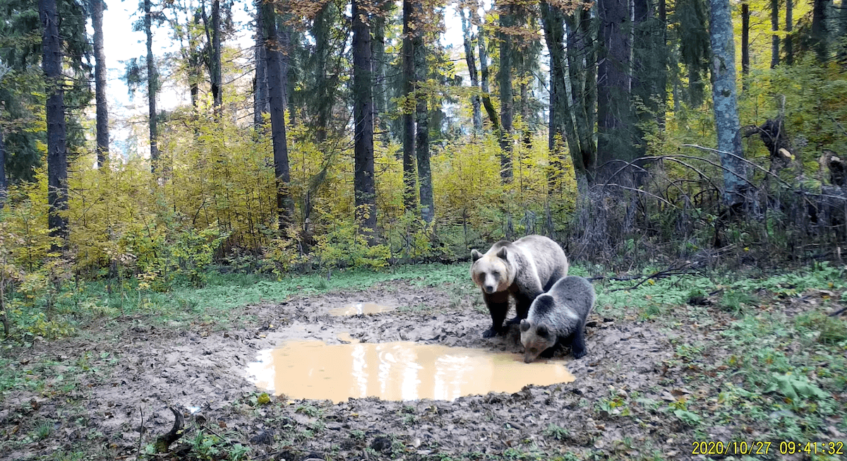 Watch: Mother bear and cub caught on camera in Romanian natural park