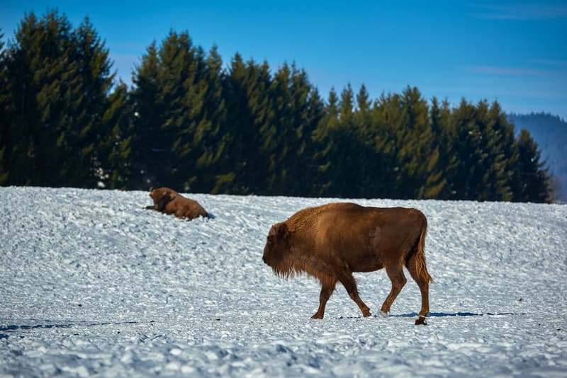 Conservation Carpathia adds 17 bison to Romania’s Făgăraș Mountains