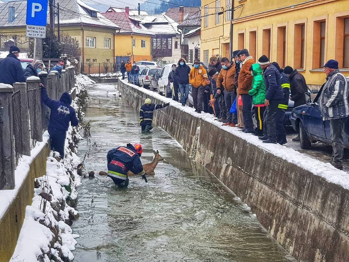 Romanian firefighters rescue dog, deer from icy waters
