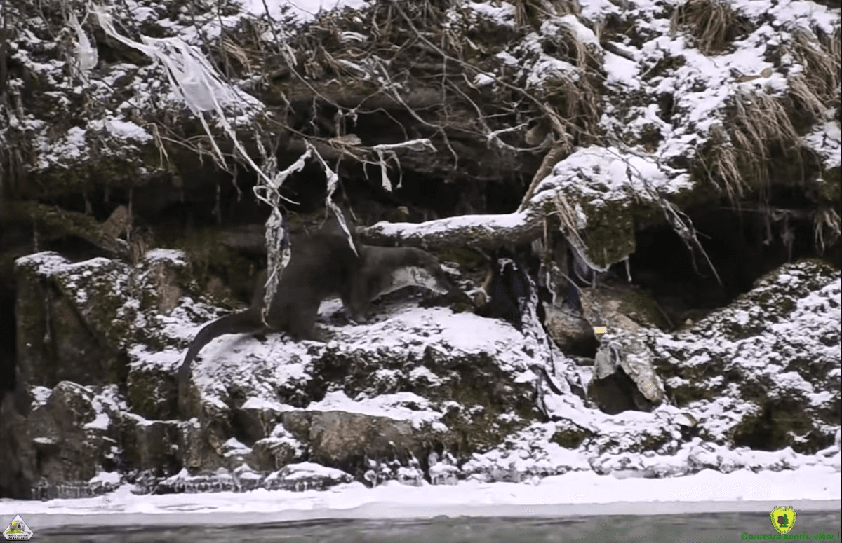 Watch: Playful otter caught on camera in Romanian national park