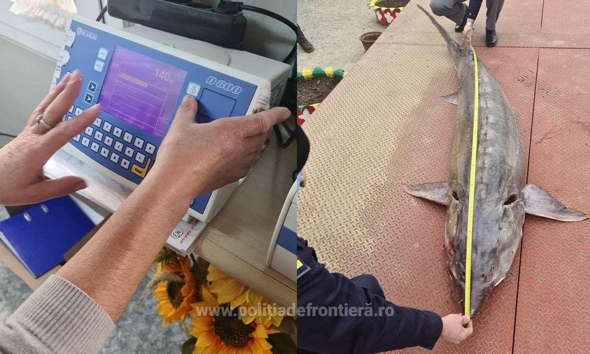 WWF: Sturgeon poaching again on the rise in Romania, Ukraine