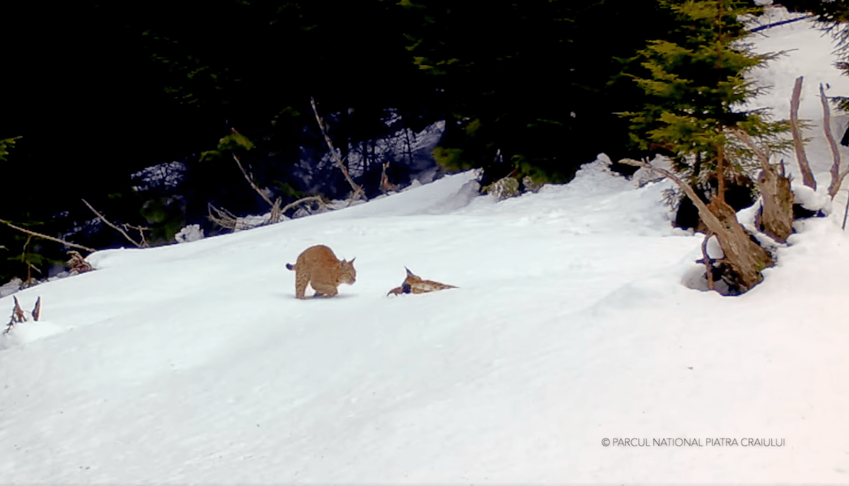 Watch: Two lynx play in the snow in Romanian national park