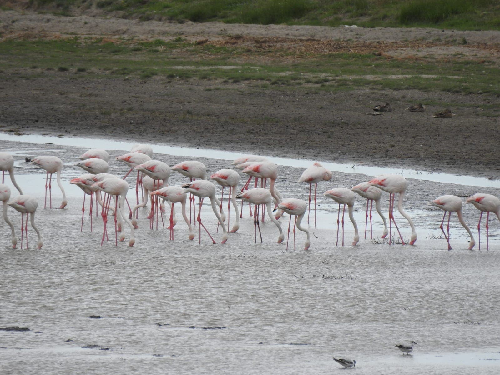Hundreds of flamingos appear on Romania’s Black Sea coast
