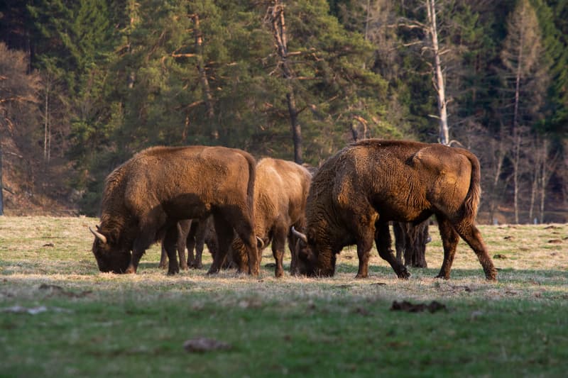 Twenty-one bison to be released in Romania’s Făgăraș Mountains