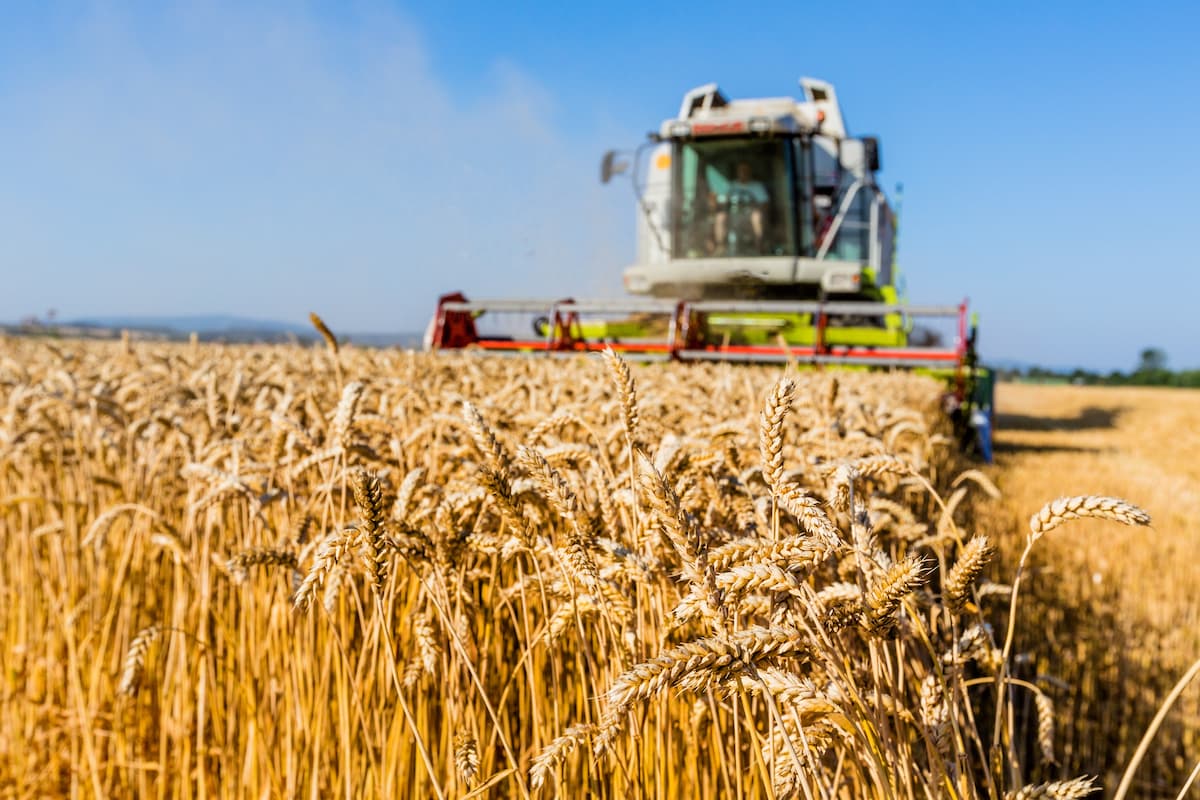 Romania boasts biggest wheat harvest since joining the EU