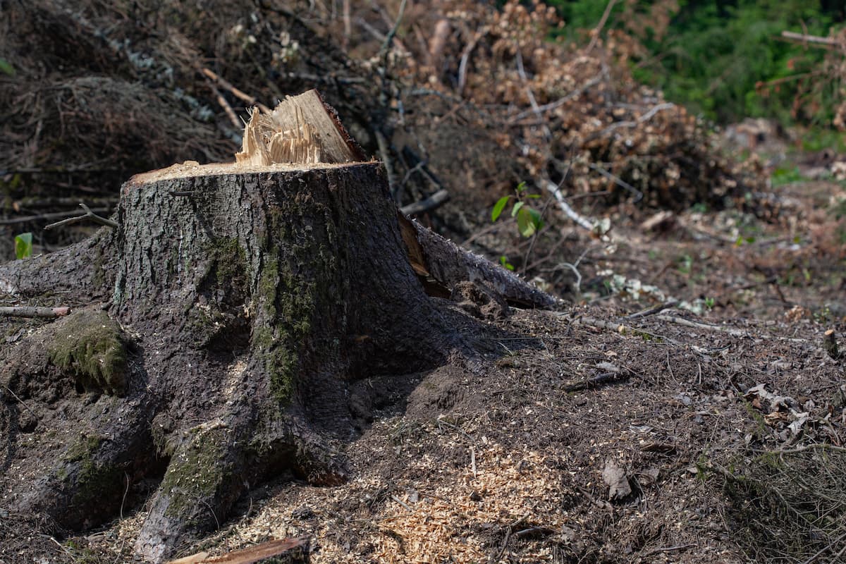 Journalists, environmental activist beaten in Romania during investigation on illegal logging