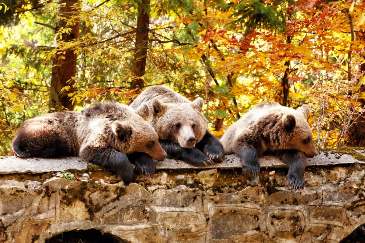 Romania photo of the day: Brown bears relaxing on the side of Transfagarasan mountain road