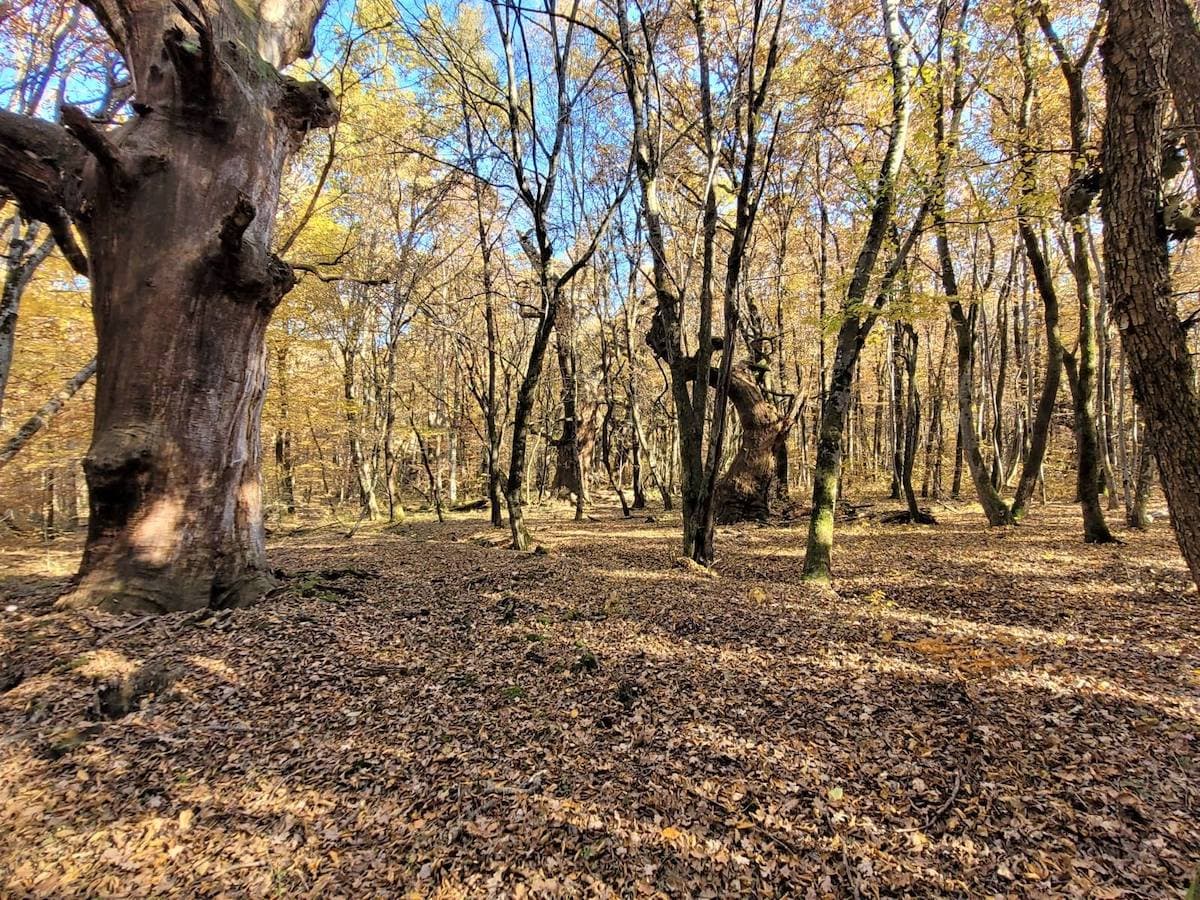 Romania photo of the day: Autumn in the oldest forest in the country