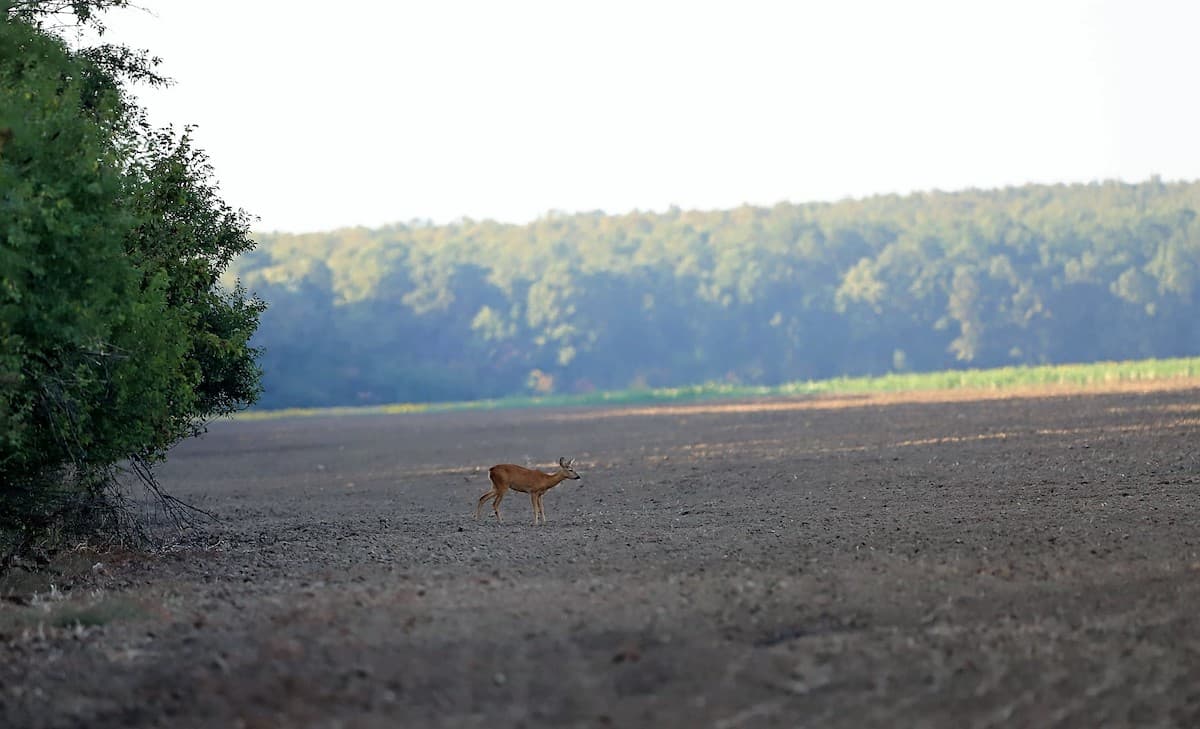 Romania photo of the day: Roe deer photographed in Comana Natural Park close to Bucharest