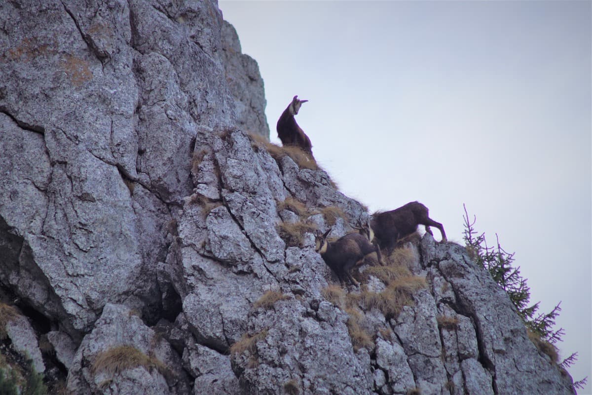Romania photo of the day: Chamois spotted in a rocky area of Bucegi Natural Park