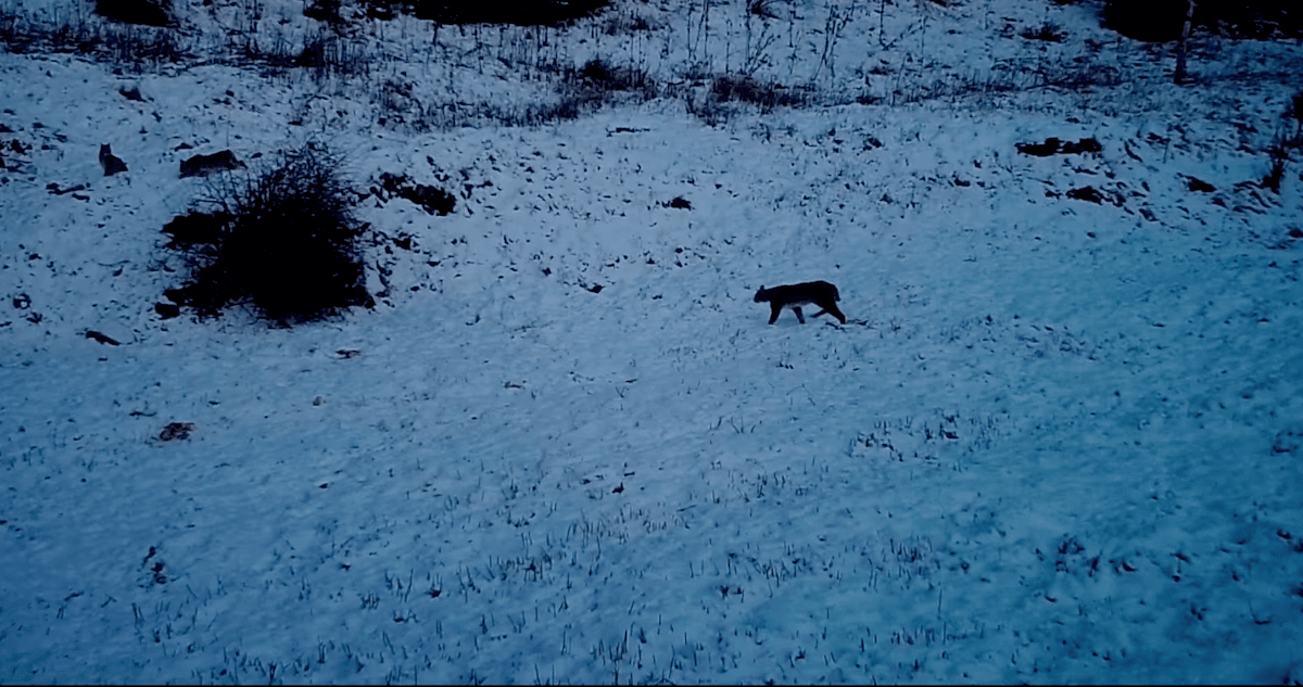 Watch: Female lynx with two cubs spotted in Romanian forest