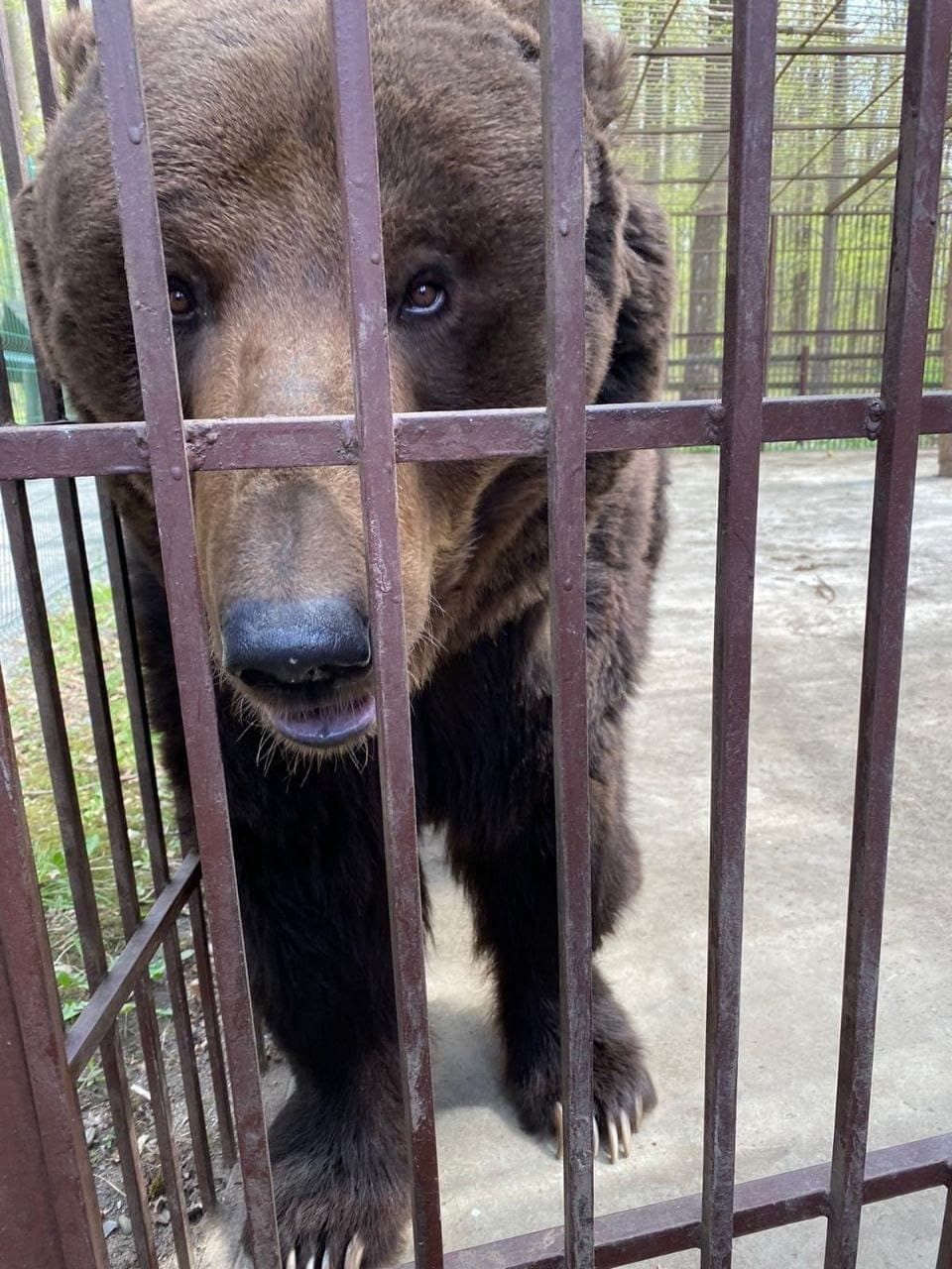 Central RO: Bear sanctuary in Zărnești welcomes two more animals from Ukraine