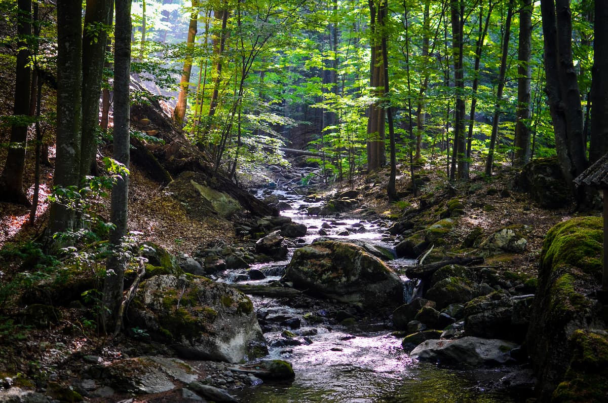 WWF launches first website dedicated to virgin forests in Romania
