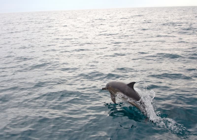Increased number of beached dolphins in RO as war in Ukraine increases noise pollution