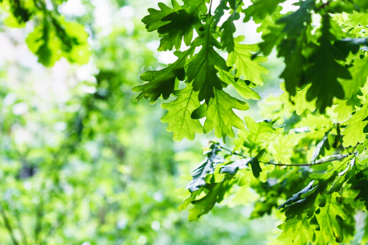 Green retreats: Dendrological parks to visit in Romania