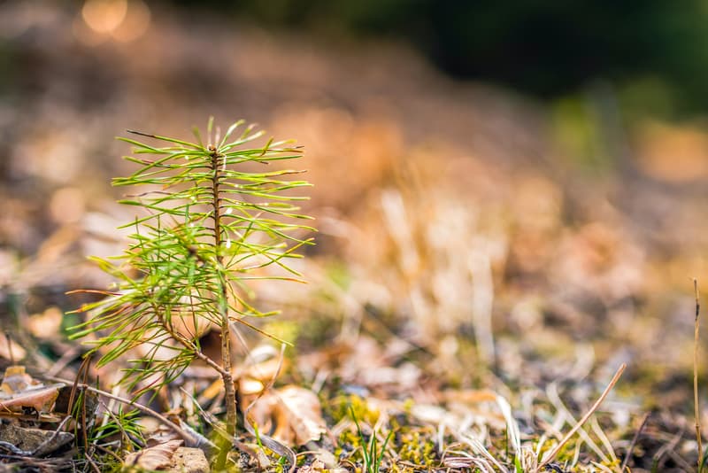 EC clears EUR 500 mln afforestation scheme for Romania