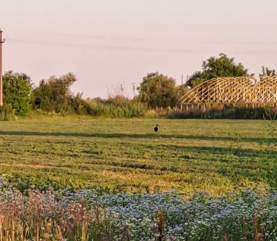 Rare sighting: Black stork spotted in Romania