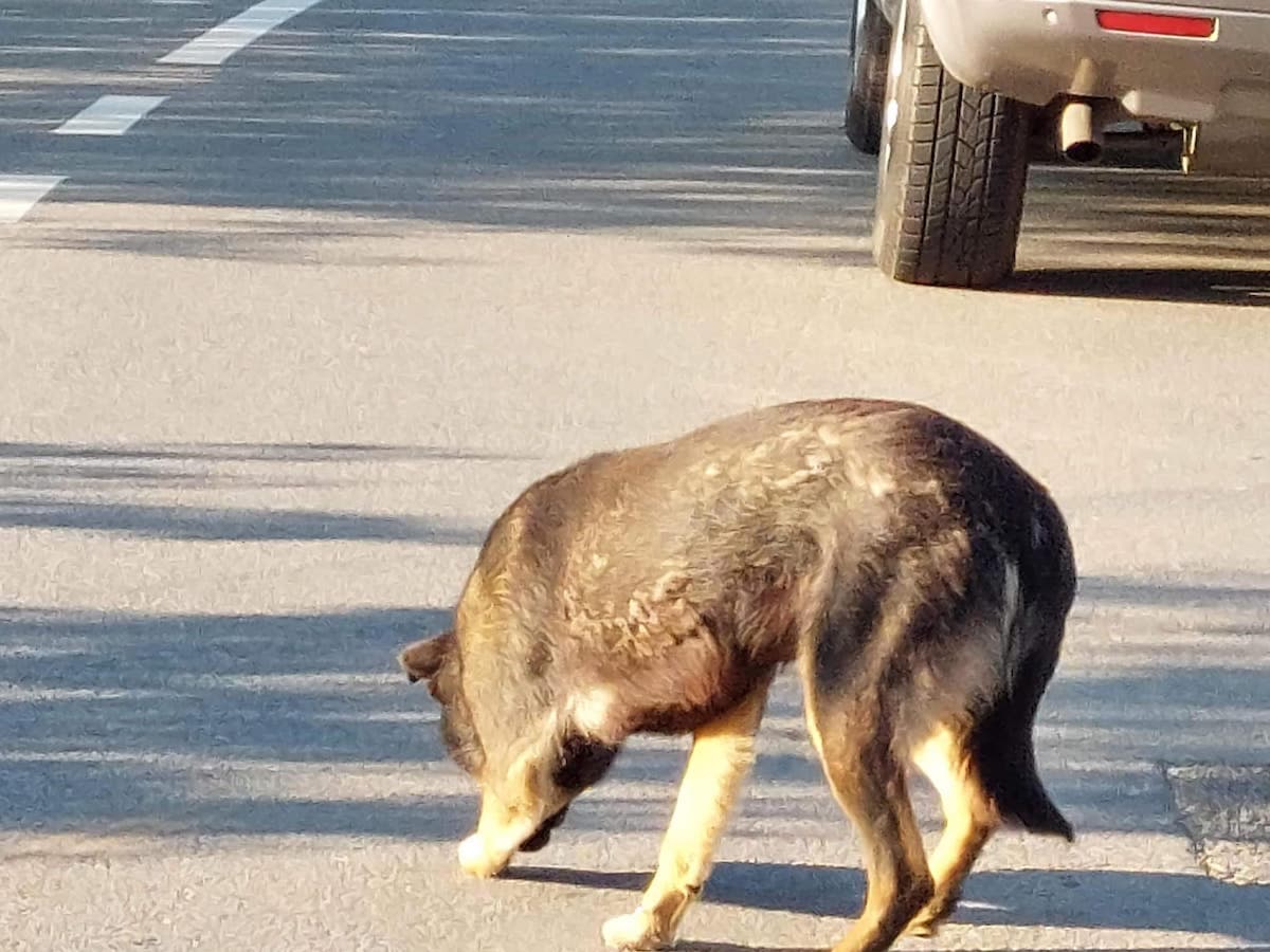 Man fined EUR 2,500 for abandoning dog on side of the road close to Bucharest