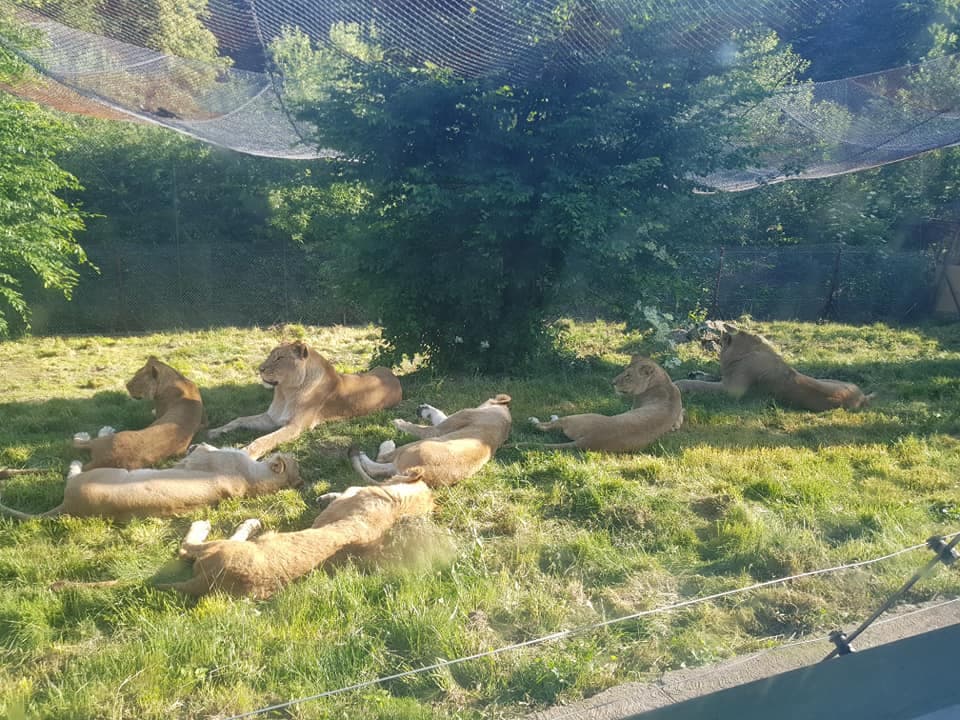 Lion pride rescued from Odessa finds temporary shelter in Romania
