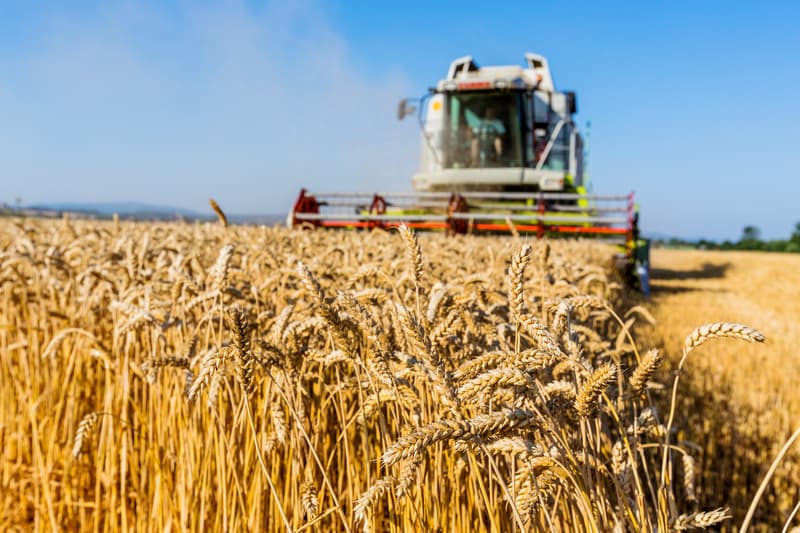 Romania's cereal crop expected to edge down by only 5% from last year's record