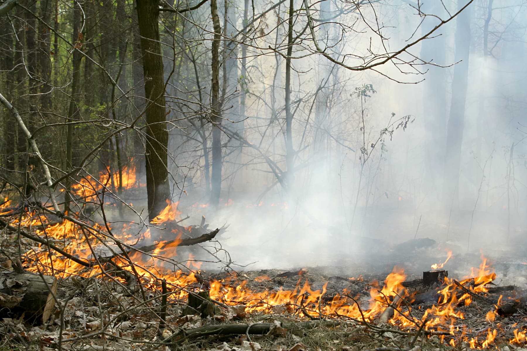 Man sets fire to forest to get firefighters to stop lazing around