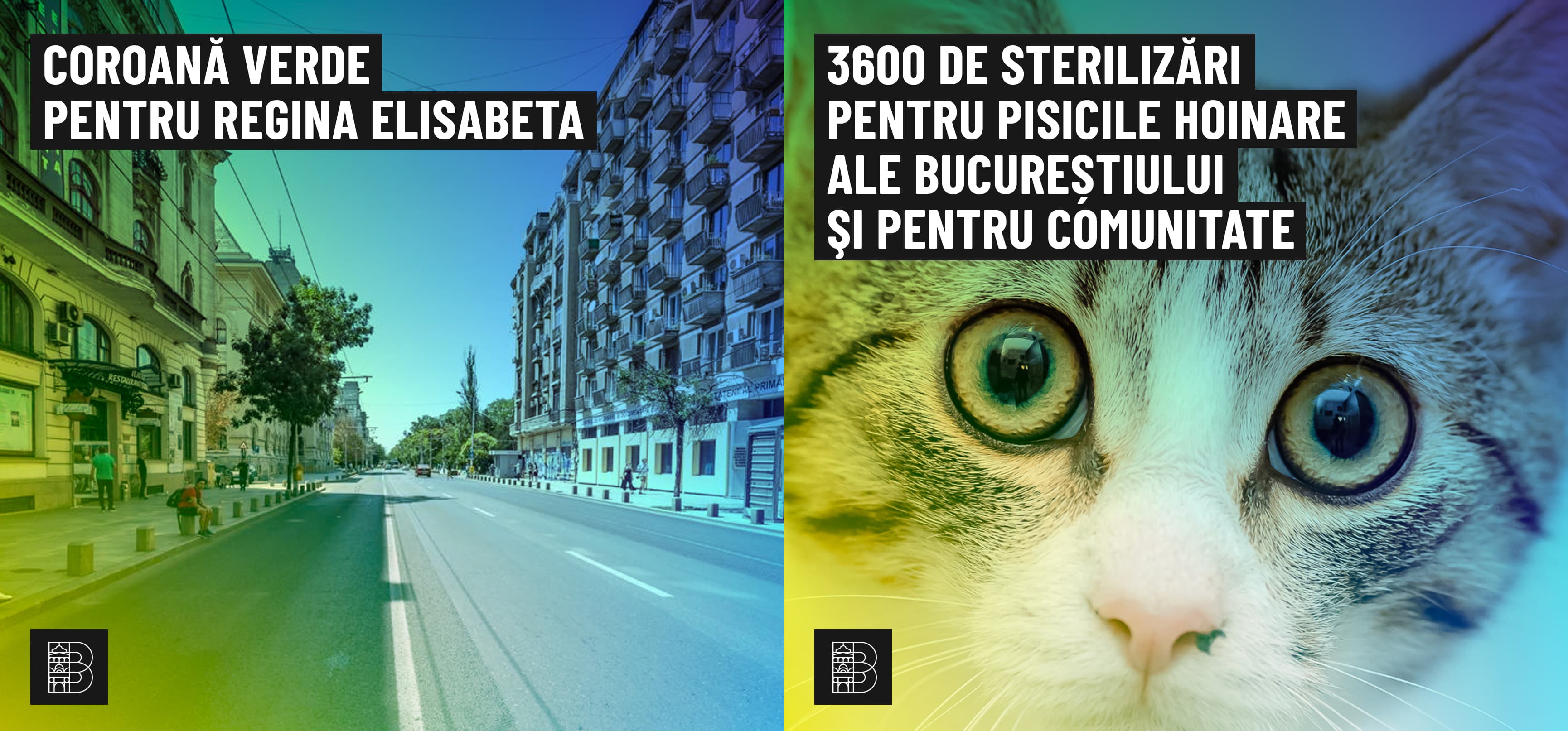 Bucharest City Hall announces winning projects: trees will be planted and street cats will be sterilized
