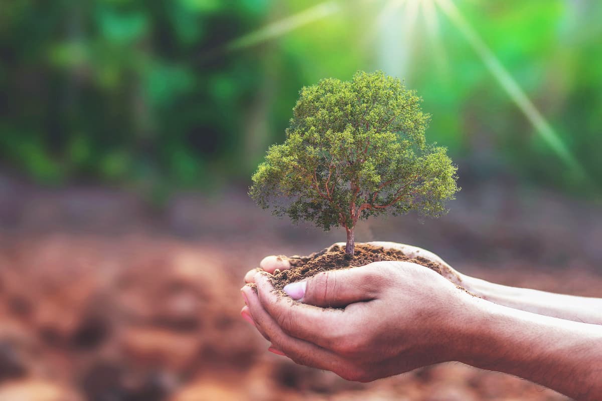 Romania to use over EUR 700 mln of EU recovery funds to replant or grow new forest areas