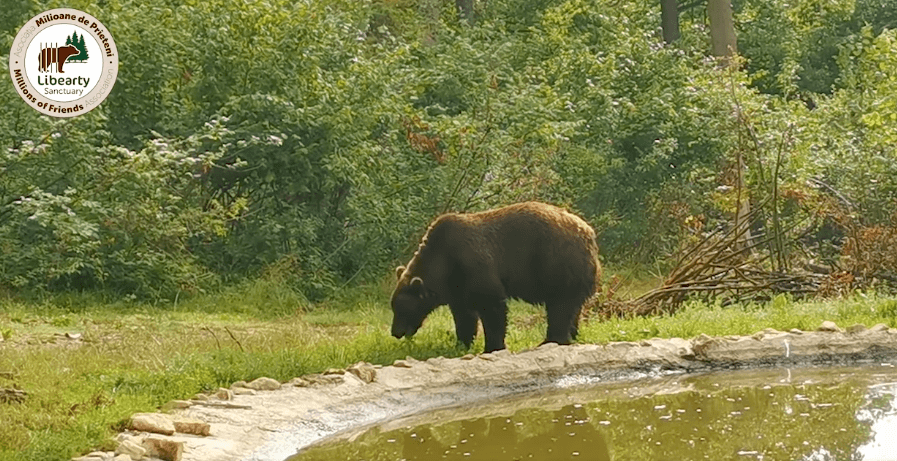 Bolik the bear enjoying freedom in Zărnești sanctuary after being rescued from Ukraine