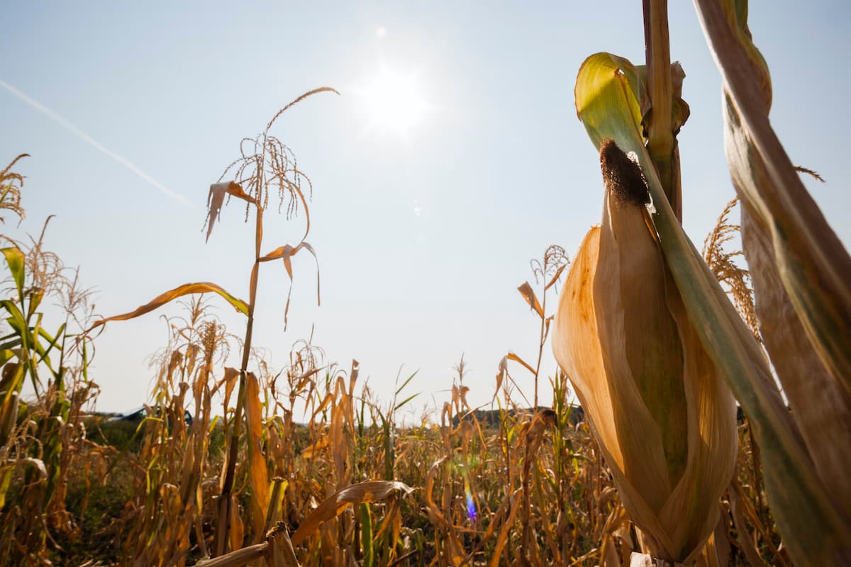 USDA: Romania’s maize exports may drop by 2 mln tonnes this year