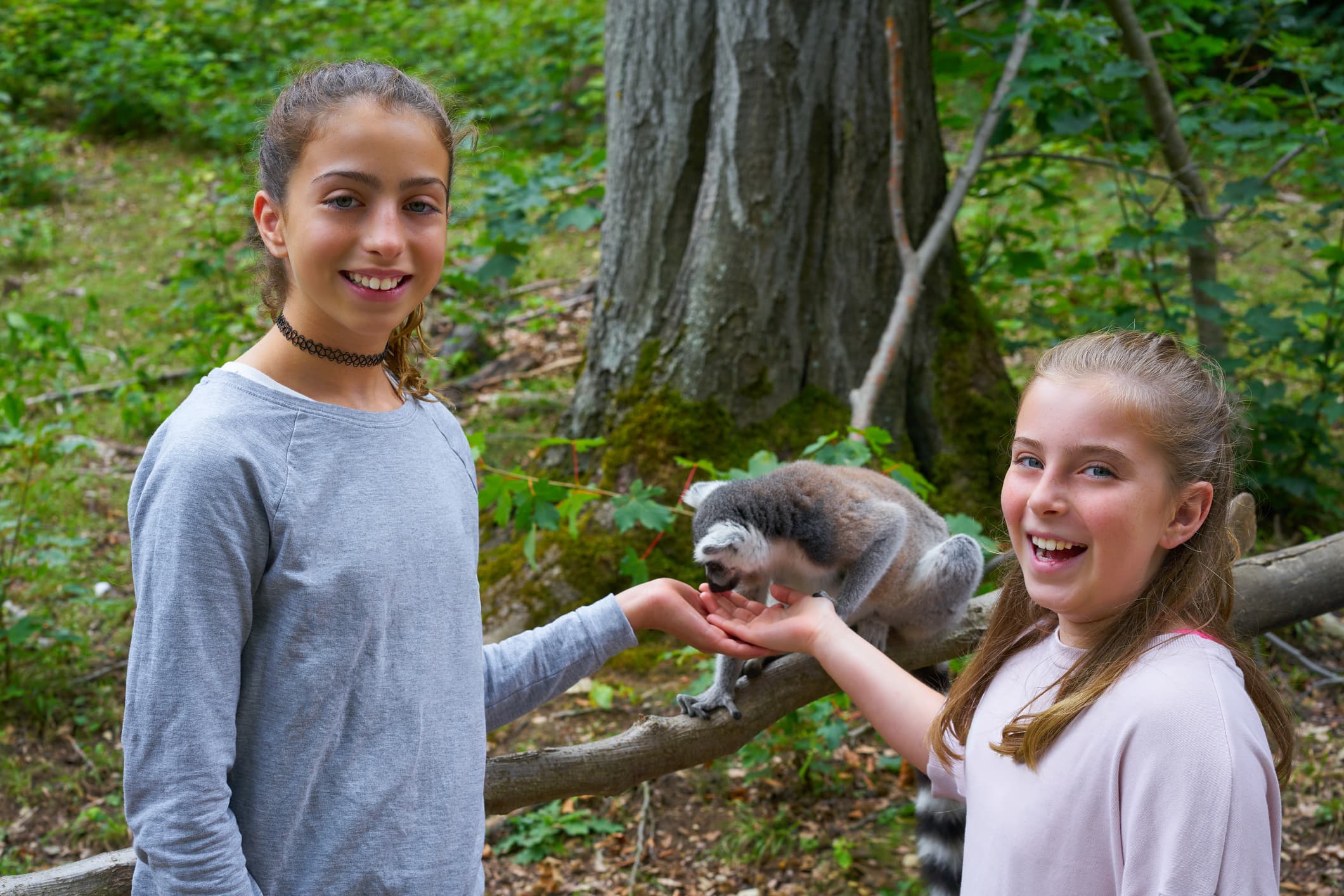 Visitors can interact with families of ring-tailed lemurs in the Targu Mures Zoo's newest addition