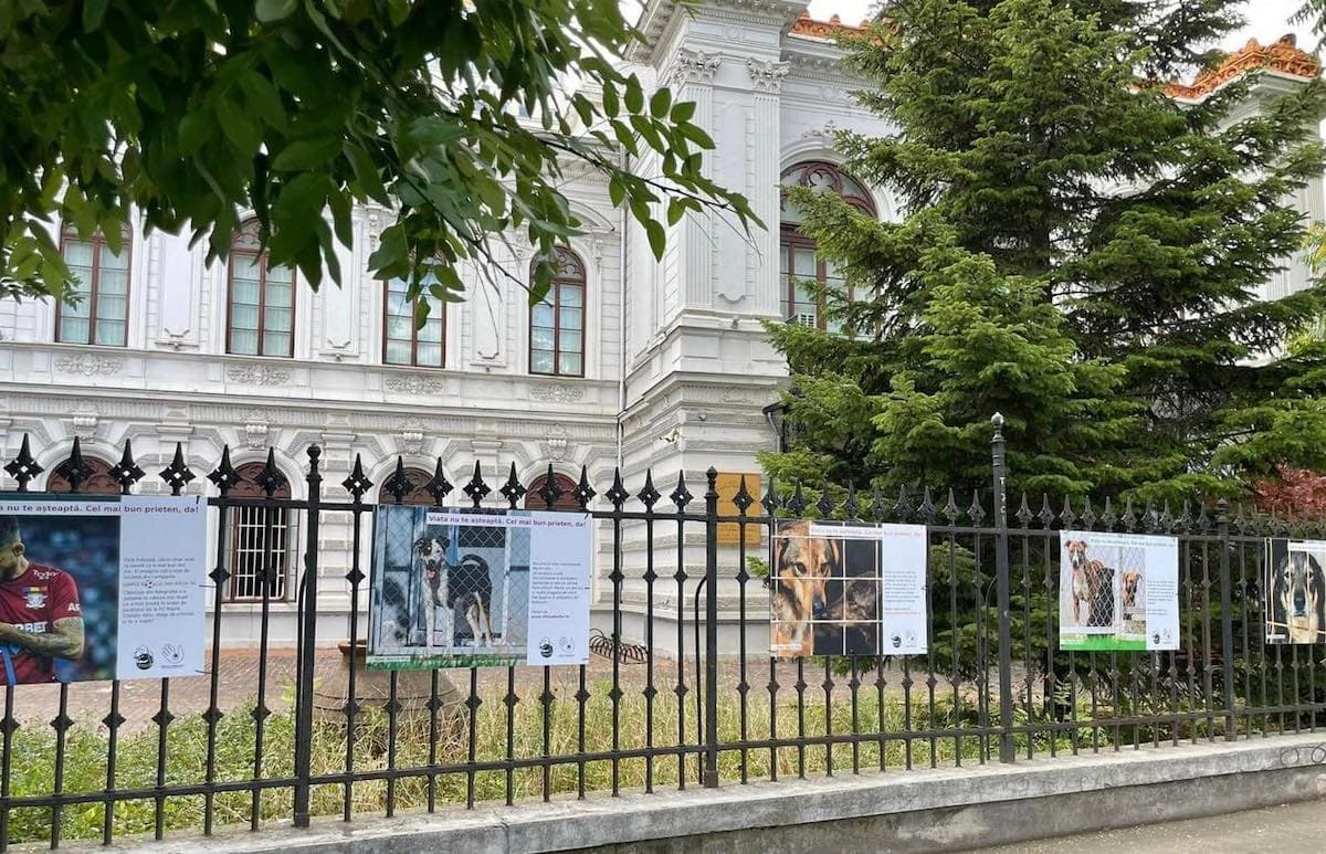 A special photo exhibition featuring dogs that are up for adoption on display at Suțu Palace