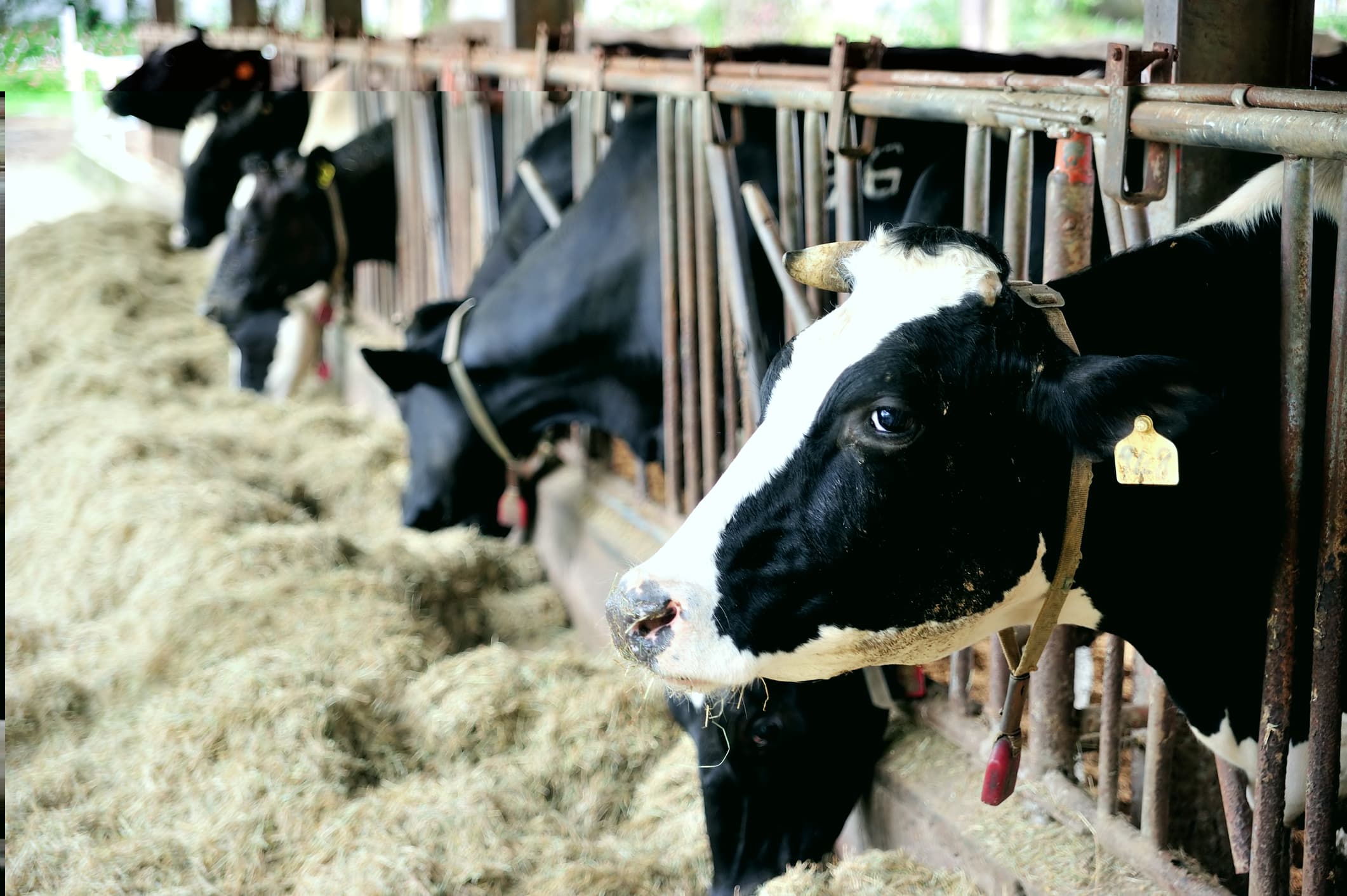 Timișoara penitentiary launches tender for EUR 1 mln cow farm