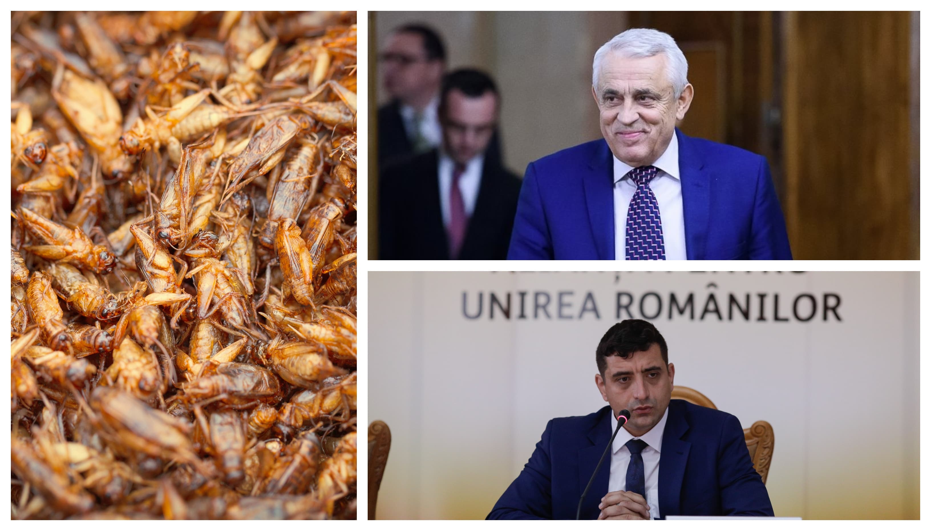 Romanian politicians’ strange crusade against edible insects