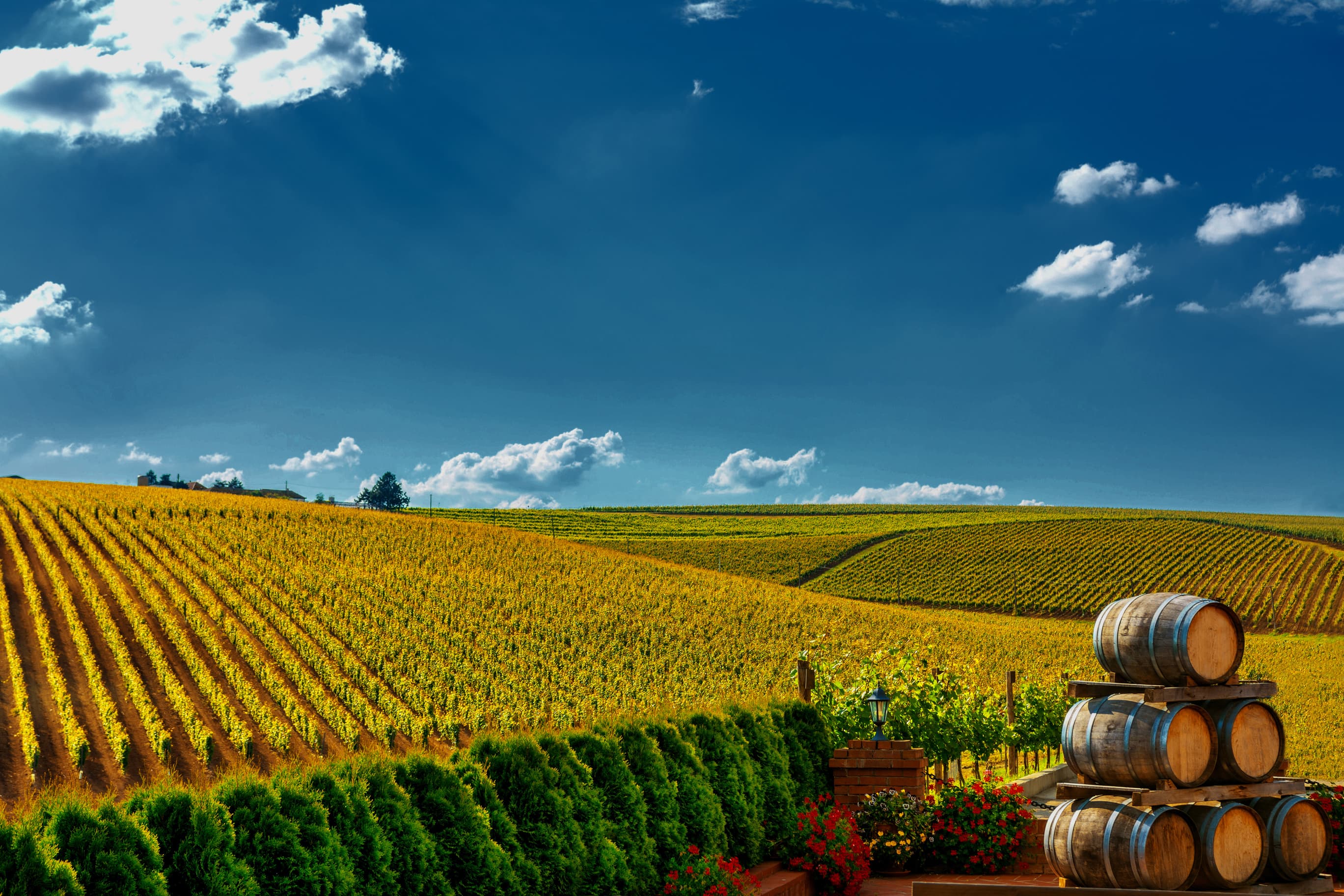 Romania Photo of the Day by Dreamstime: Vineyard in autumn colors