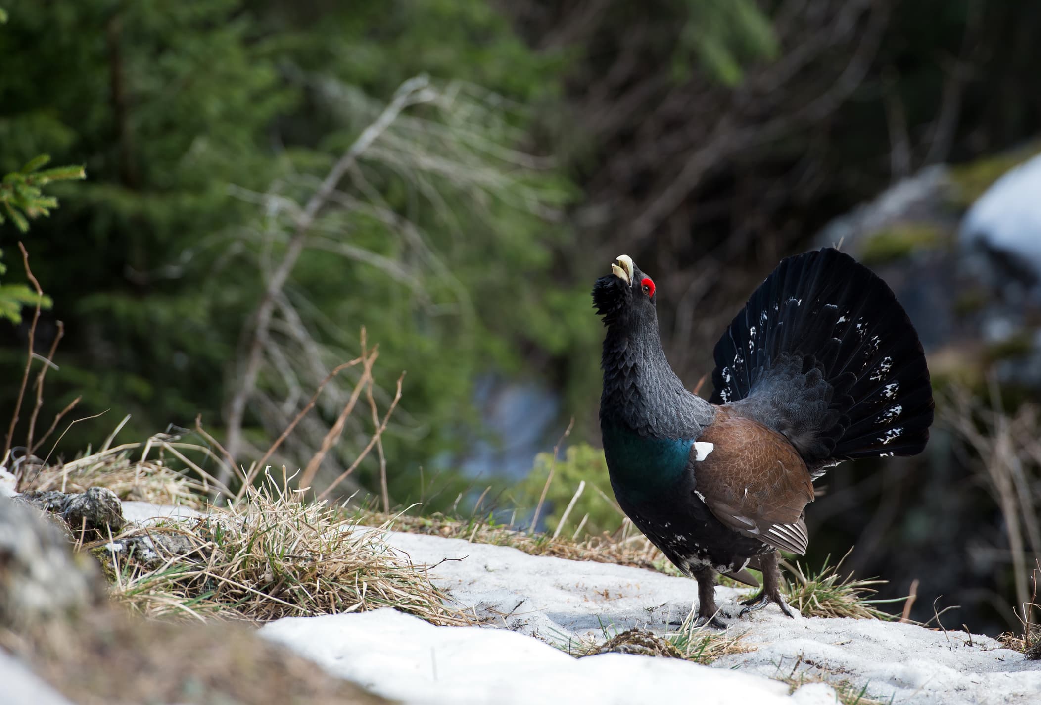 Court maintains ban on hunting wood grouses in Romania