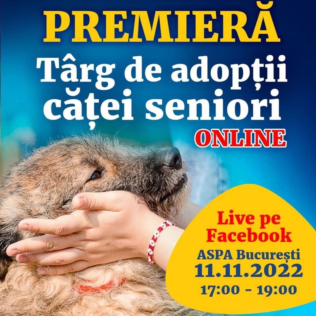 Online adoption fair to help senior dogs find new owners in Romania