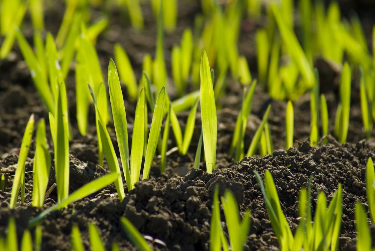 Romania's markets of seeds, plant protection products probed for possible collusion