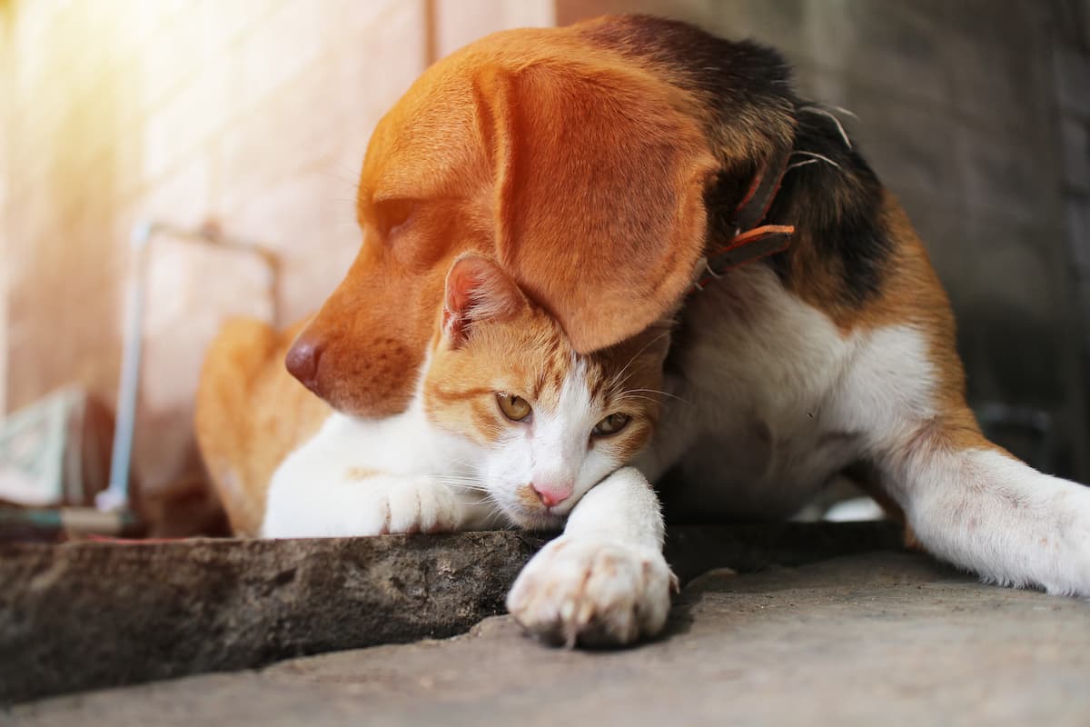 Bucharest City Hall sterilized 6,000 cats and dogs in 2022