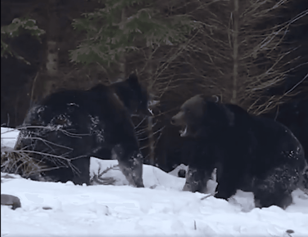 Watch: Bear fight caught on camera in Romanian forest