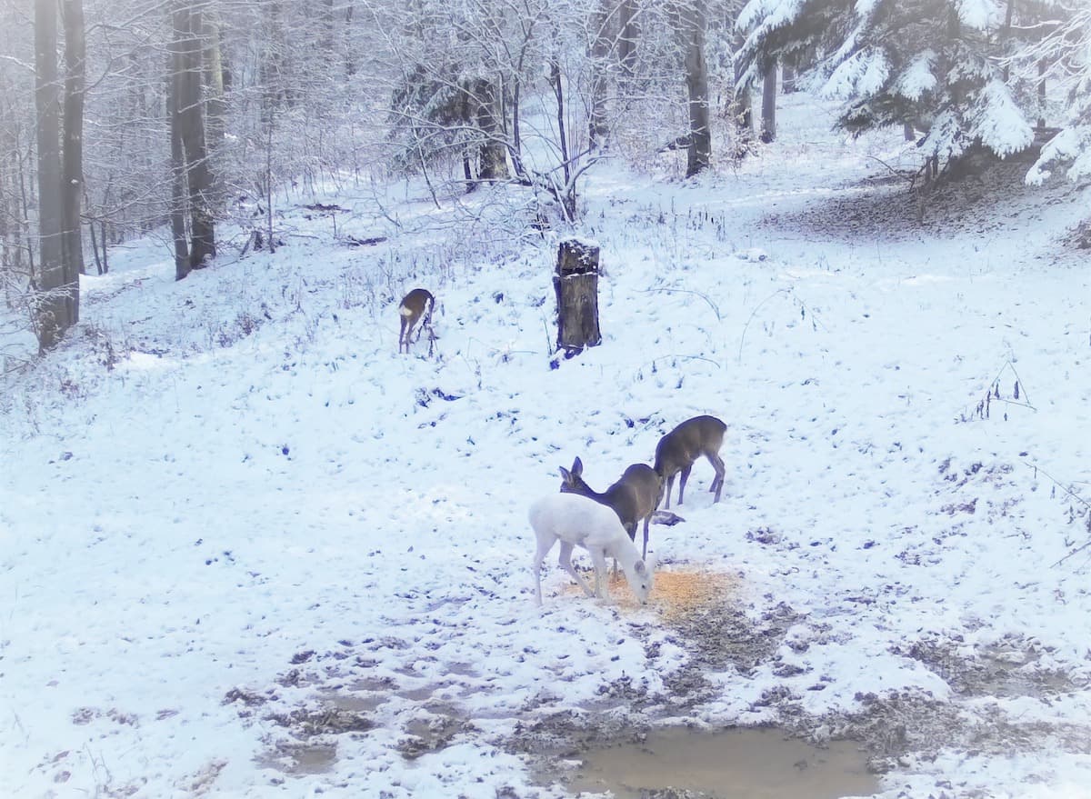 Rare white deer spotted in Romania’s Bucegi Mountains