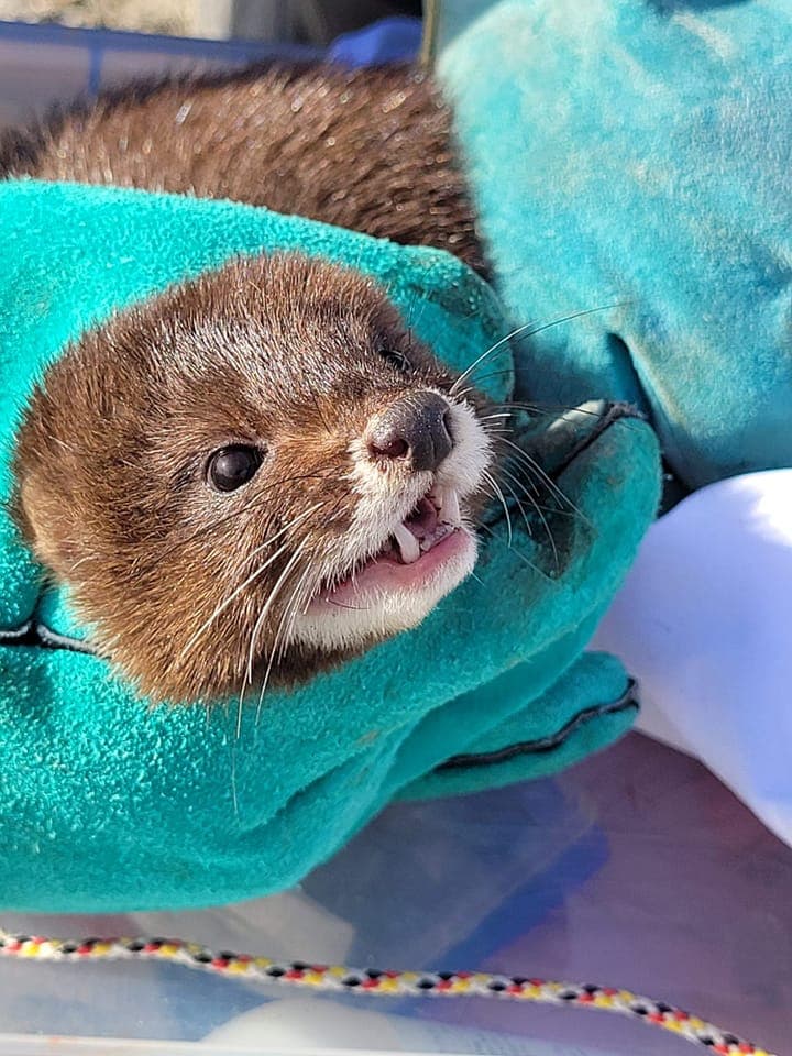 Three minks captured and evaluated in Danube Delta as part of species protection program