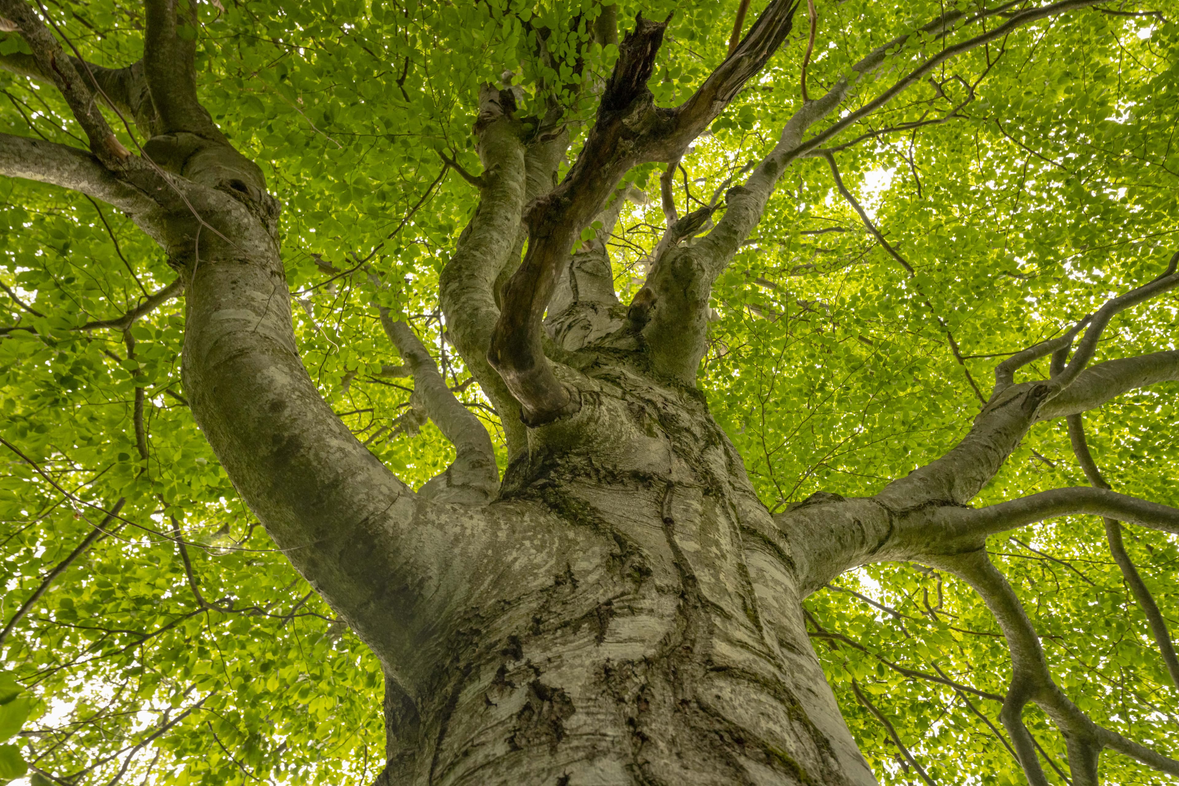 Conservationist campaign in Romania allows people to adopt over 2,500 ancient beech trees