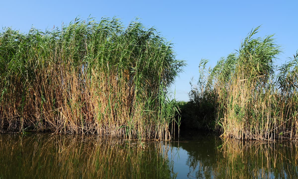 EPPO reportedly investigates alleged grassland subsidy fraud attempt in Romania’s Danube Delta