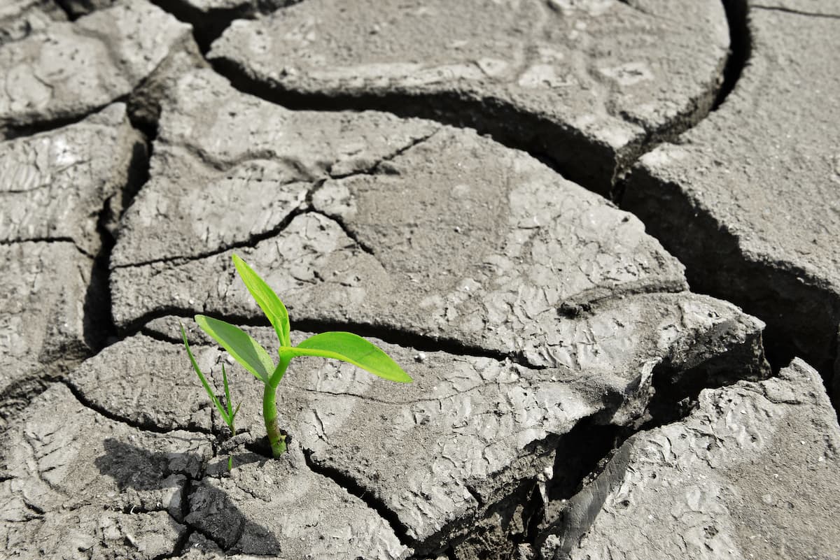 Only a third of Romanians see the government as responsible for combating climate change