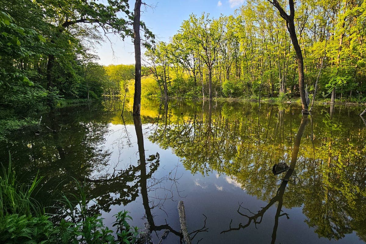 Senate opens path for a green belt around Bucharest with vote on new Forestry Code