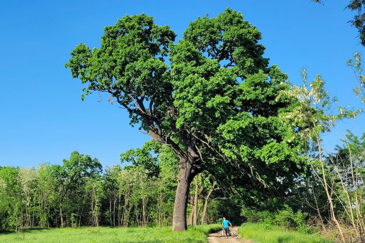 Senate expert committees greenlight Bucharest Green Belt amendments to new Forestry Code