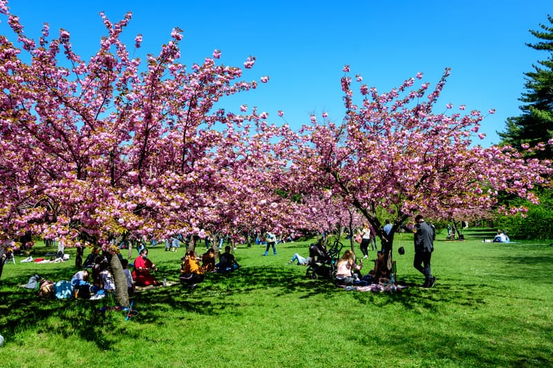 Weekend calendar: Hanami in Herăstrău, Bucharest Sculpture Days, Urban Blues Fest and more