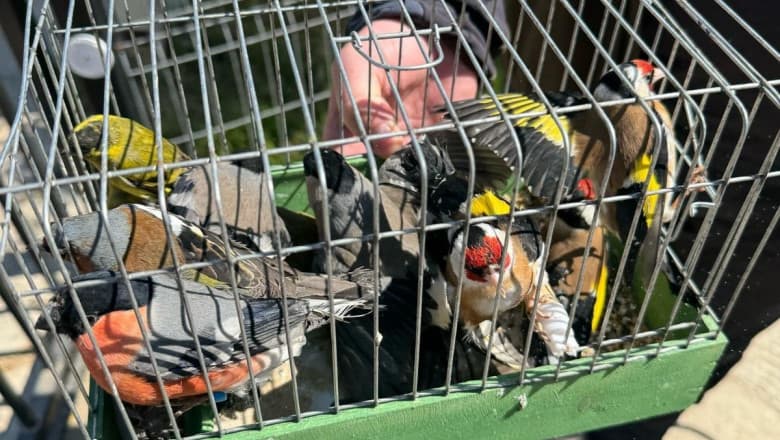 Birds part of protected species found by police at a private residence near Bucharest and released