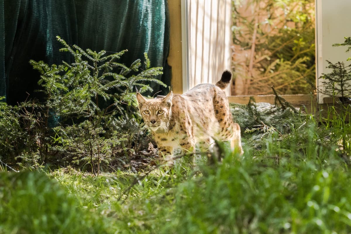 Romania joins project to bring the lynx back to Germany’s Thuringian Forest