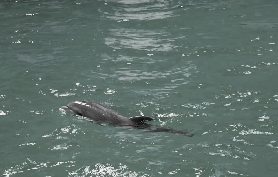 First dolphin calf born in Romania dies
